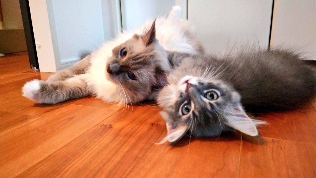 寄り添って寝ている2匹の猫