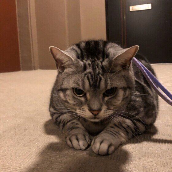 腰を低くするアメリカンショートヘア