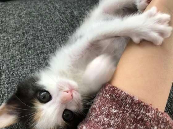 うでにすりすりするMIXミケ子猫