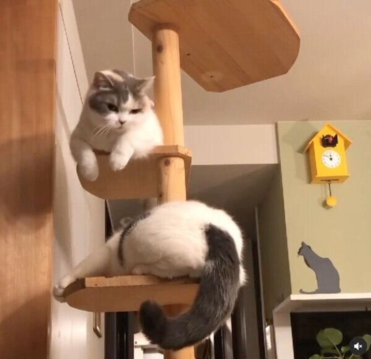 姉猫の行く手を阻む弟猫 猫パンチをくらっても居座り続ける弟猫の 大物感 に笑っちゃう ねこのきもちweb Magazine 姉猫の行く手を阻む弟猫 猫パンチをくらっても居座り続ける弟猫の 大物感 に笑っちゃう ねこのきもちweb Magazine