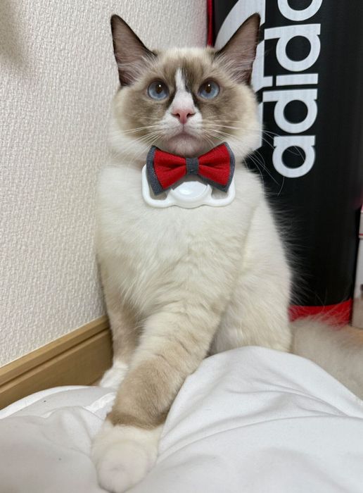 生後8カ月のころに撮影したララちゃん