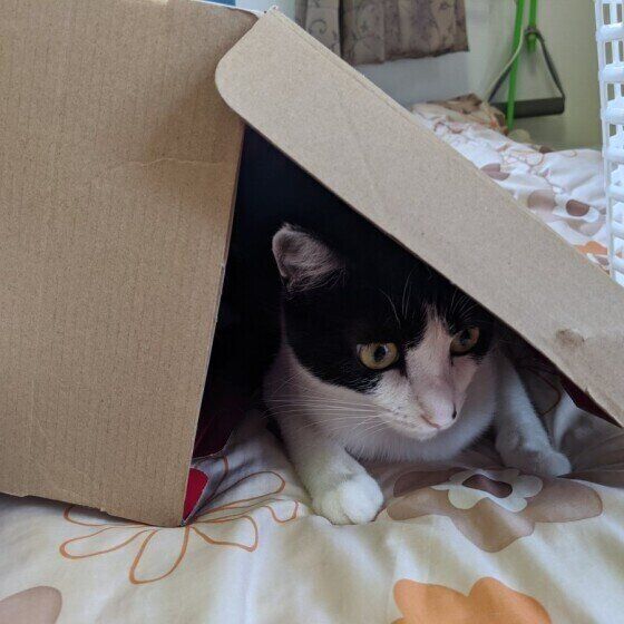 怖がる猫（MIX、メス）