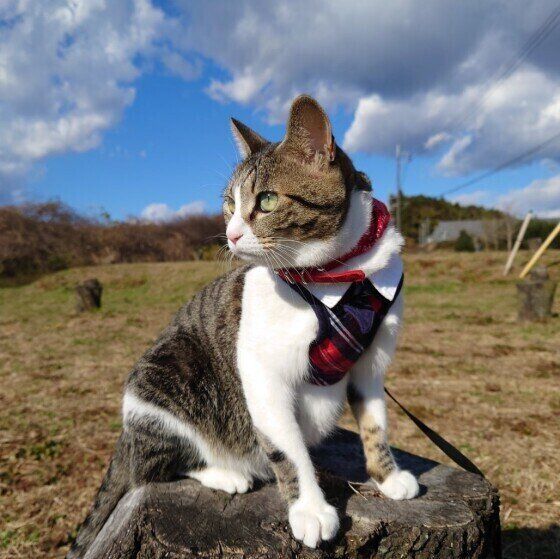 イキイキとお散歩中の猫（ミックス）