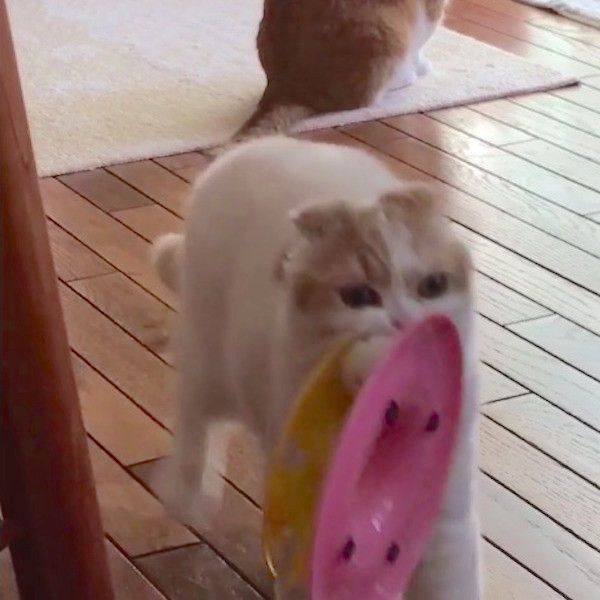 スコティッシュフォールド