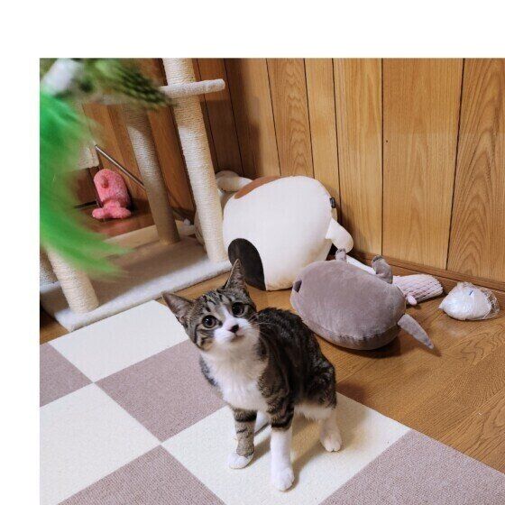 MIXキジトラの幸来ちゃん