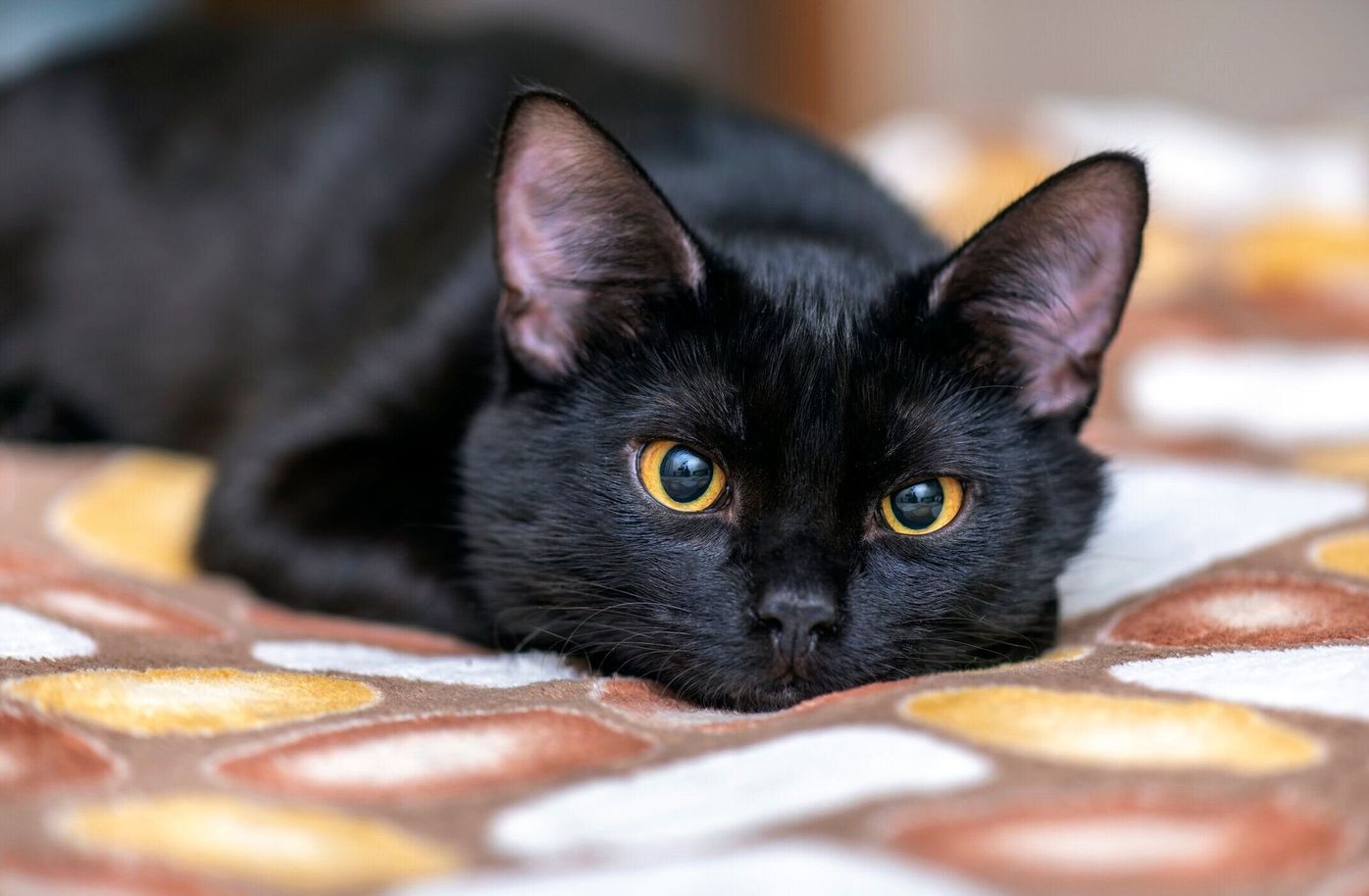 意外な落とし穴 猫とみかん は大丈夫 みかんが与える影響について獣医師に聞きました ねこのきもちweb Magazine 意外な落とし穴 猫とみかん は大丈夫 みかんが与える影響について獣医師に聞きました ねこのきもちweb Magazine