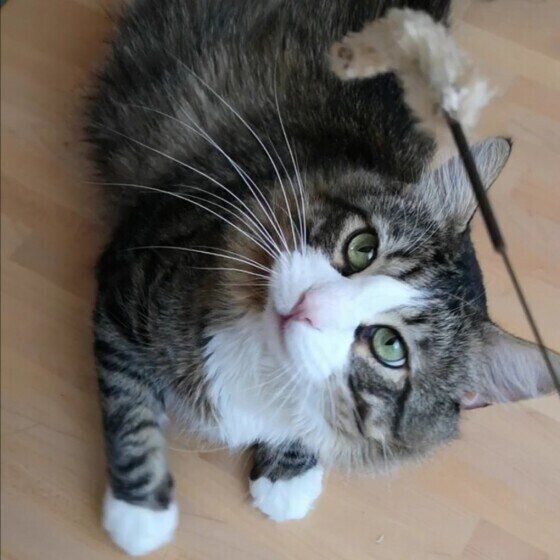 狙いを定めるメインクーン