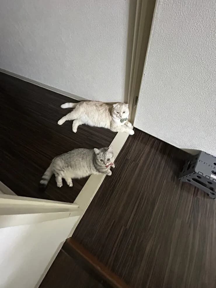 ねこのきもち『きもちテラス』で本テーマにコメントされた写真です。