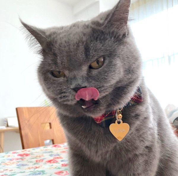 元保護猫・ブリティッシュショートヘアのルナ子ちゃん