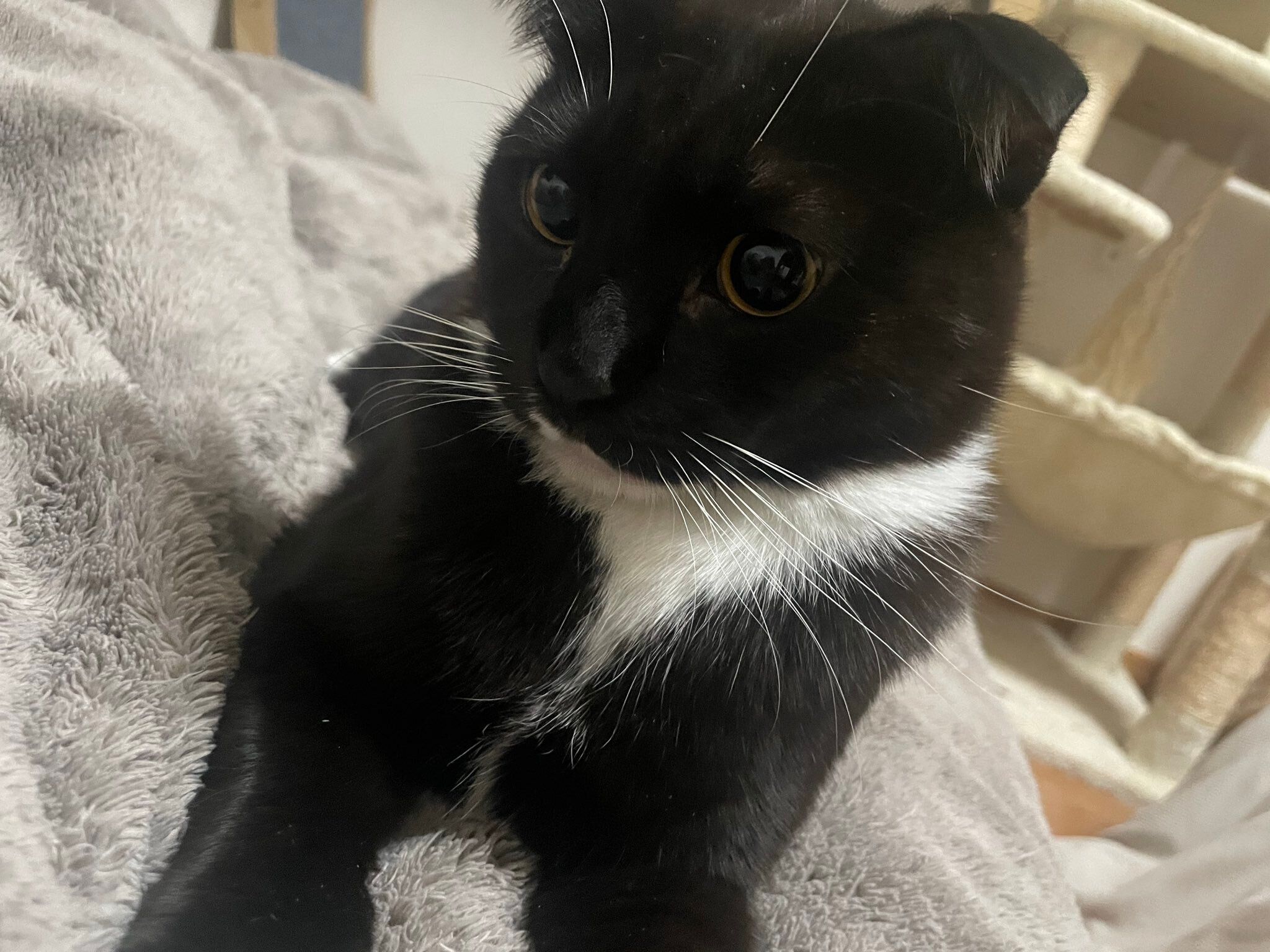 毛布の上でくつろぐ猫