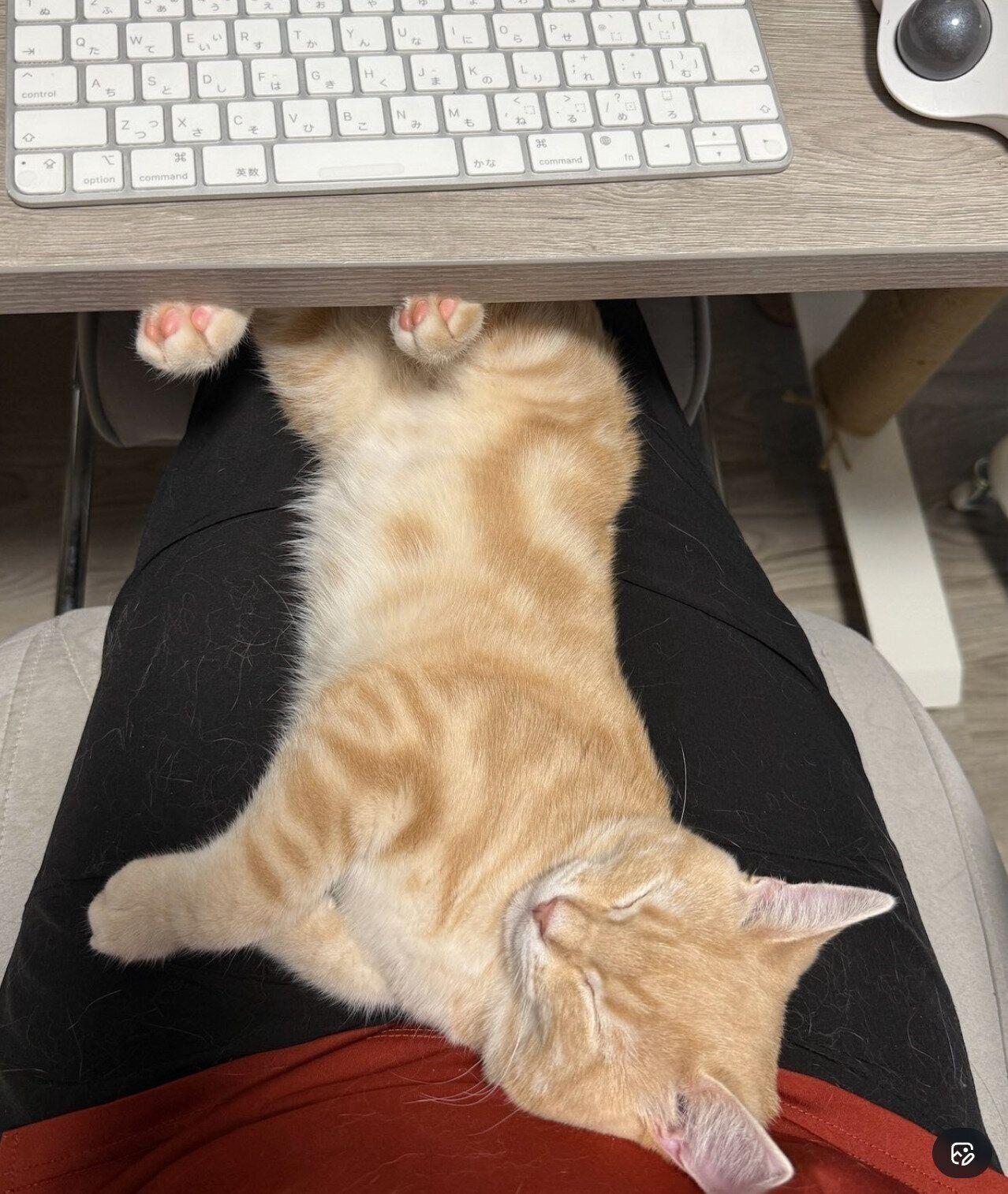 飼い主さんの膝の上で熟睡するミクくん