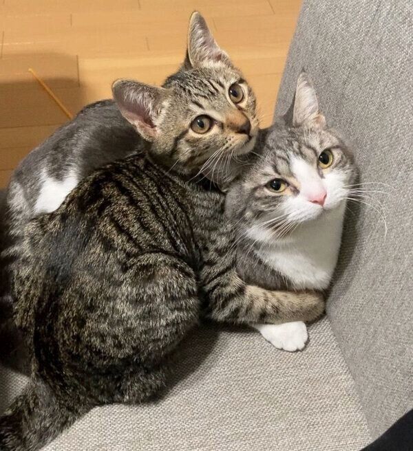 ノアちゃんに抱きつくイヴくん