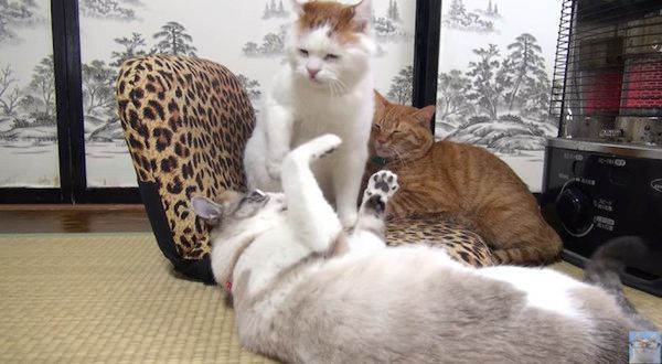 ストーブ合戦する猫たち