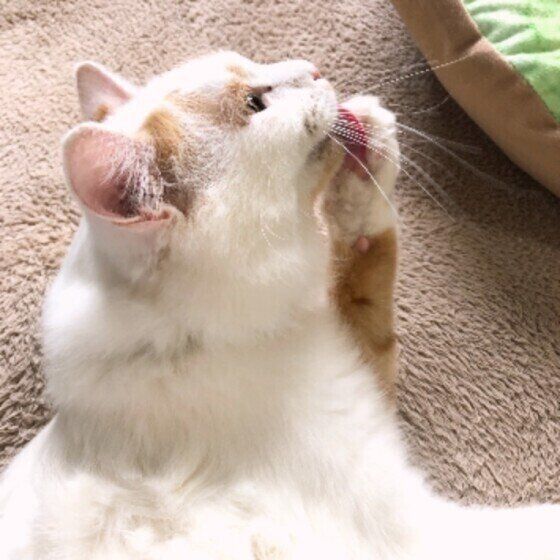 毛づくろい中のスコティッシュフォールド