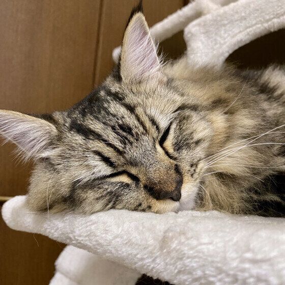 ラガマフィンのじゅろくん♪