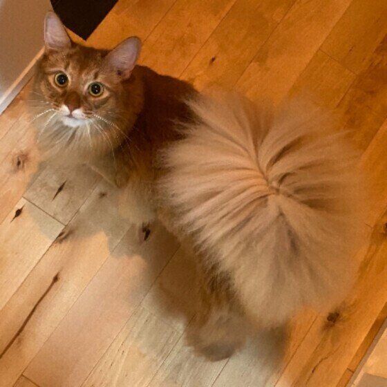 ソマリのハルくん