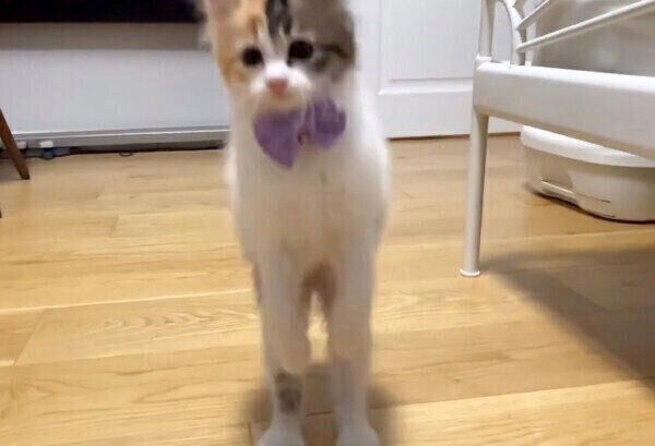 名前を呼ばれて走ってくるうなぎちゃん