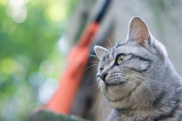 京都に住む野良猫