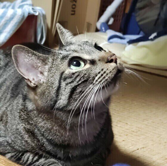 サバトラのハロくん