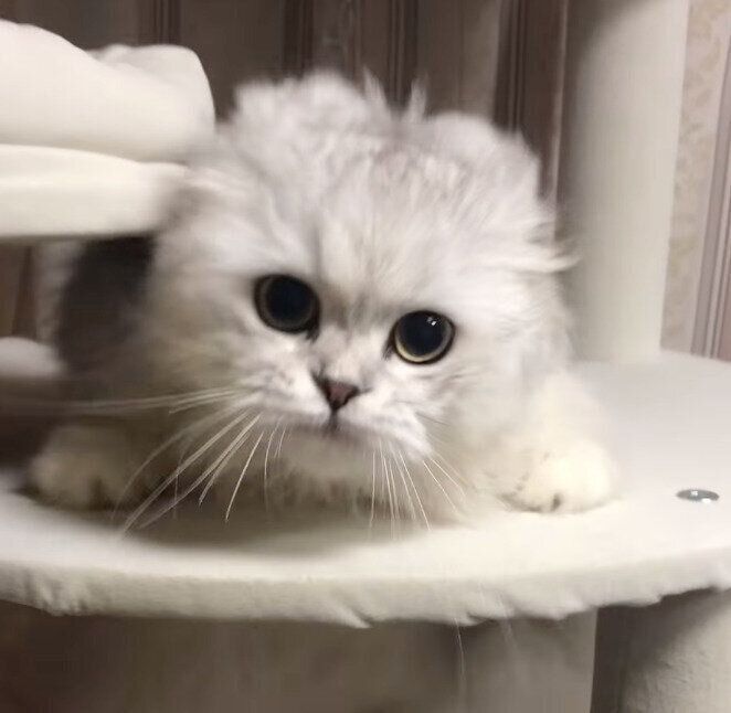 カメラを見つめるピピくん