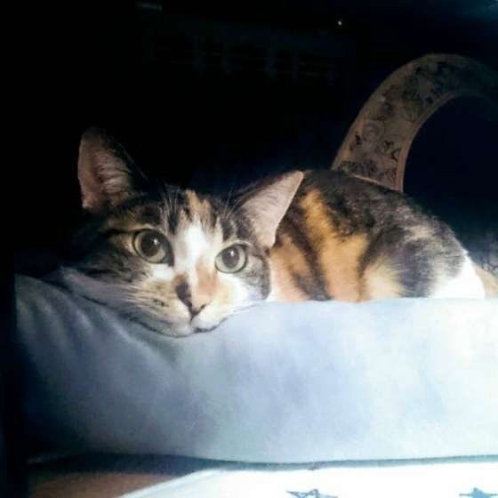 ミケ ミーちゃん