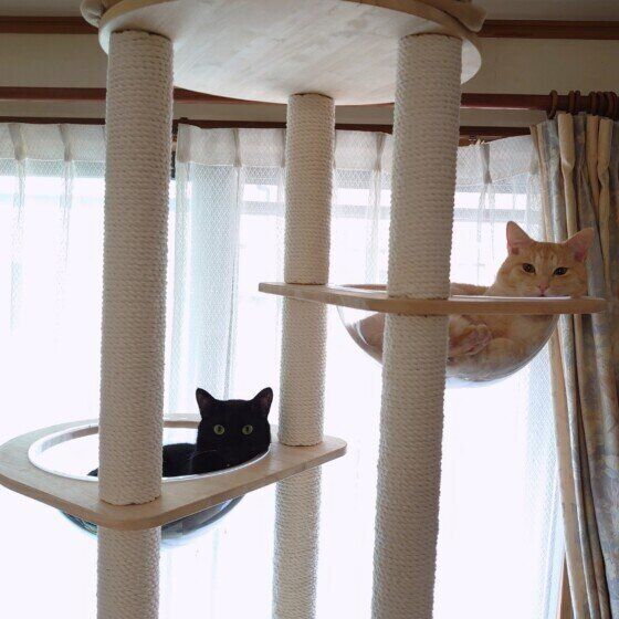 キャットタワーと2匹の猫