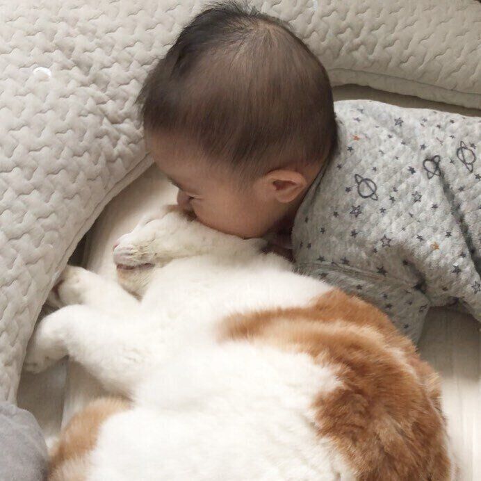 猫吸いをする赤ちゃん