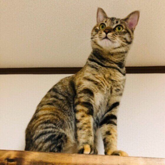 天井を見つめるキジトラ
