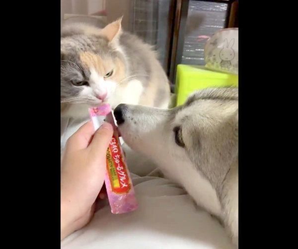 ちゅ〜るを食べるこのはちゃんとユキちゃん