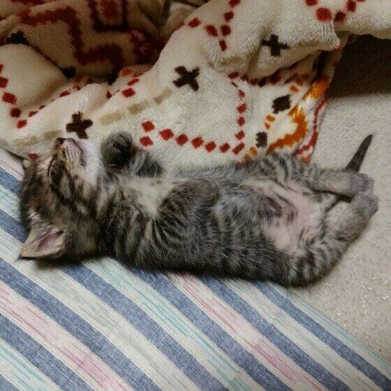 へそ天で眠る喜助ちゃん