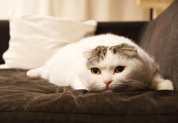 寝そべるライくん