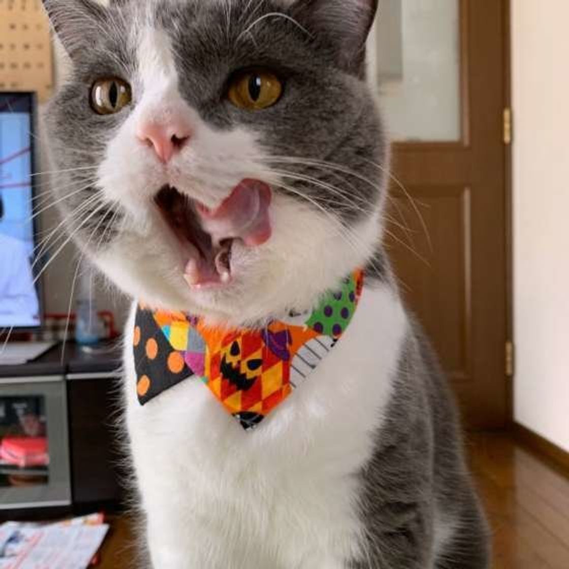 猫が 夜中に寝てくれない 朝早く起こしにくる の理由とは ねこのきもちweb Magazine 猫が 夜中に寝てくれない 朝早く起こしにくる の理由とは ねこのきもちweb Magazine