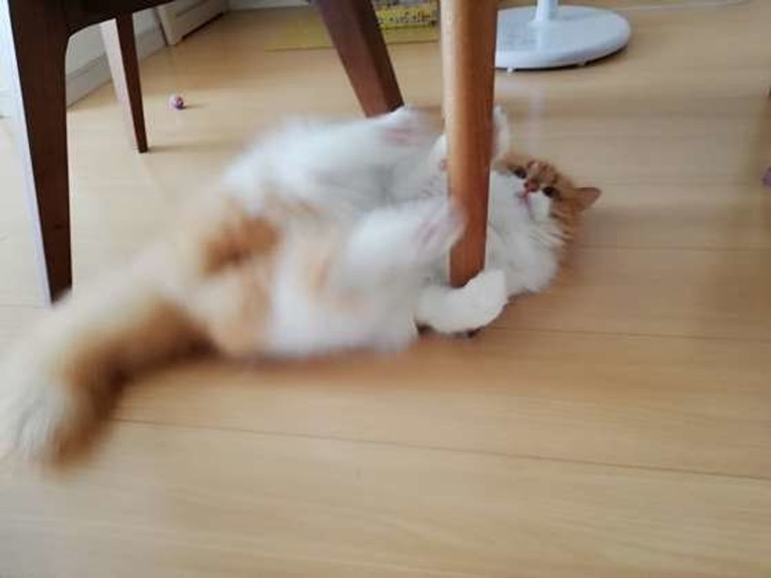 猫のしぐさは世界共通 猫のアレコレ 英語ではこう言います ねこのきもちweb Magazine 猫のしぐさは世界共通 猫のアレコレ 英語ではこう言います ねこのきもちweb Magazine