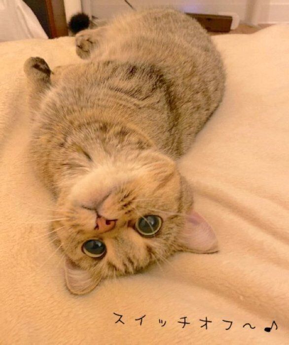 スイッチオフ状態のきなこちゃん