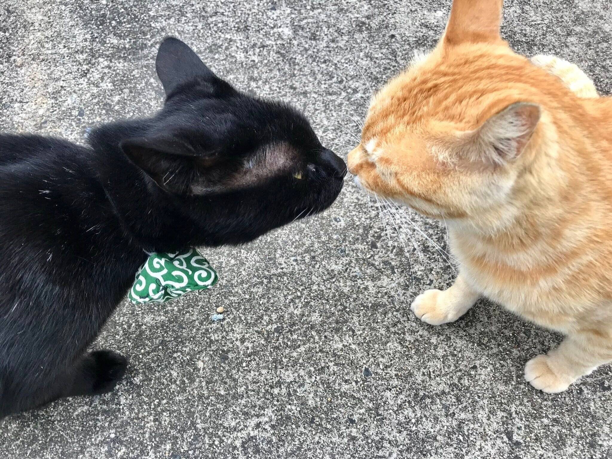 打ち解けてきた2匹の猫