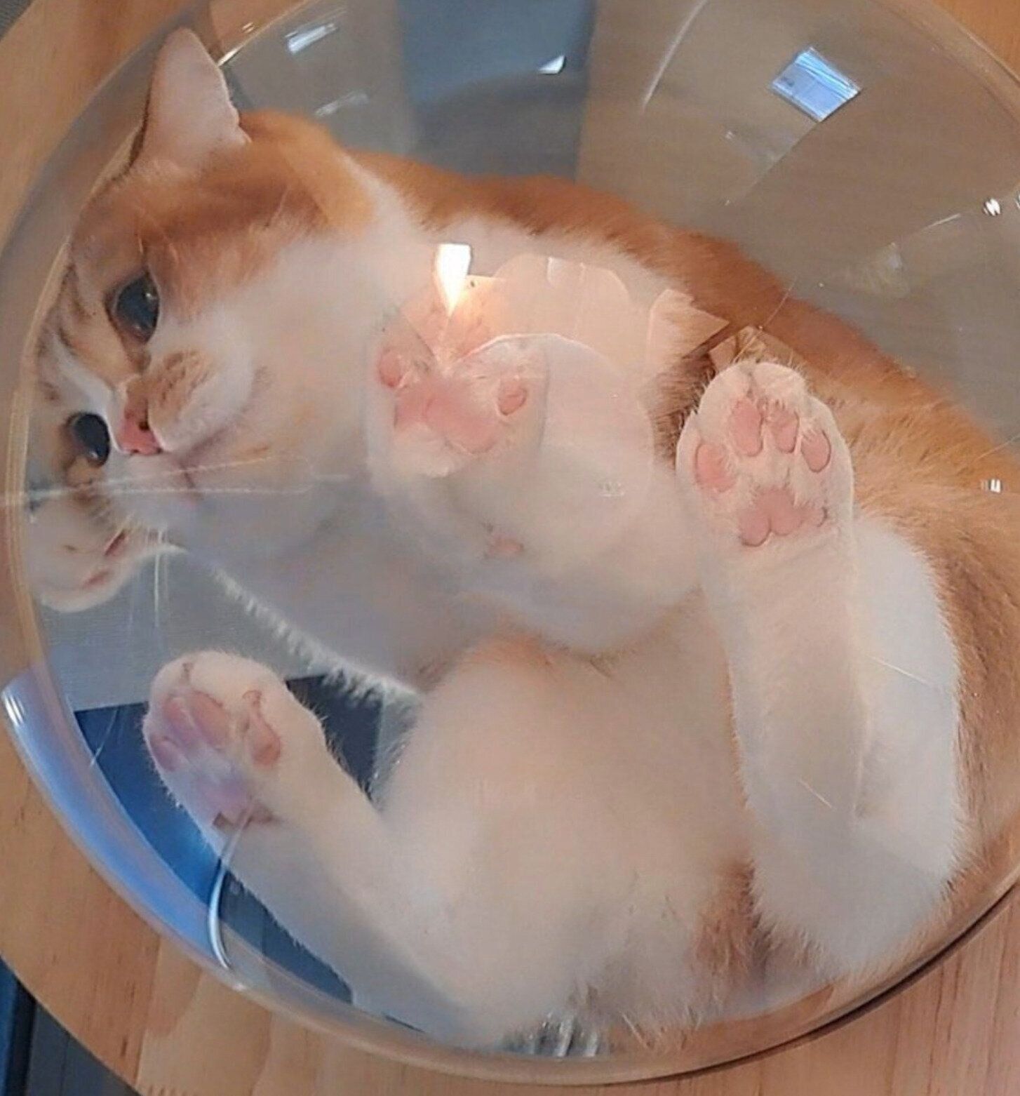 肉球も可愛いもなかくん