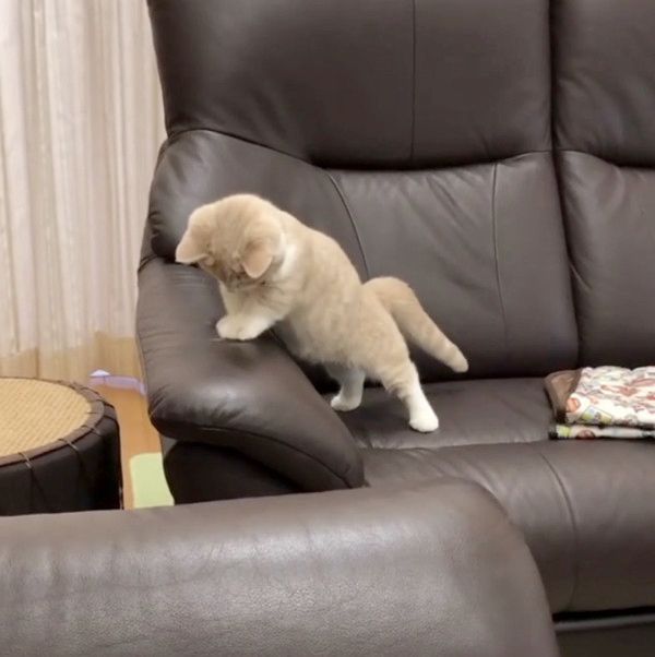 抜け毛と遊ぶ子猫