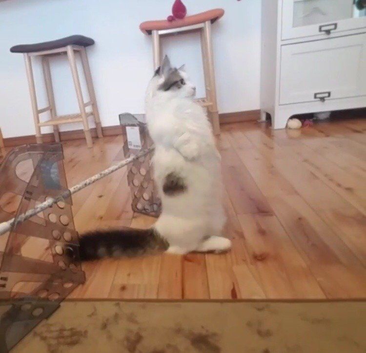 てんちゃんの今日の挑戦