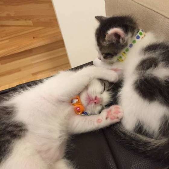 遊び疲れて寝ちゃう猫