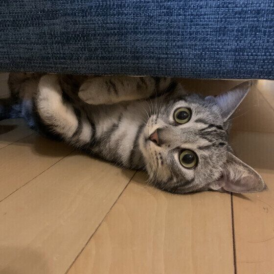 ソファの下からのぞく猫