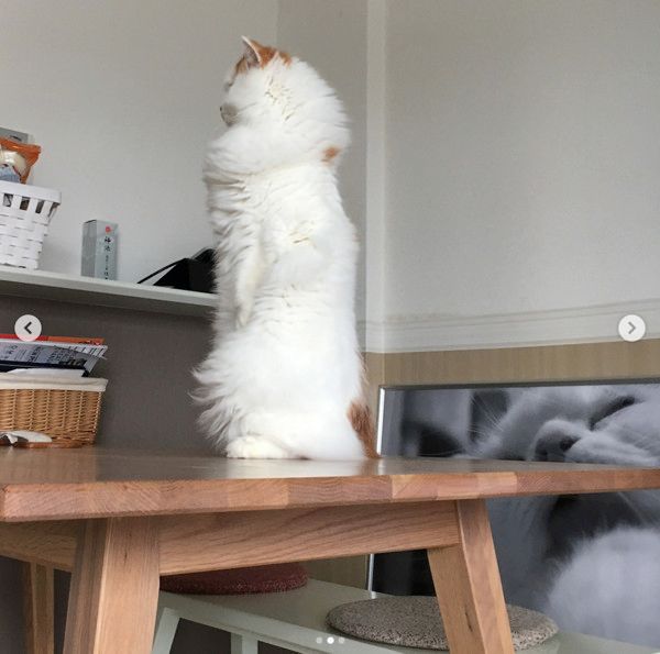 直立不動の猫