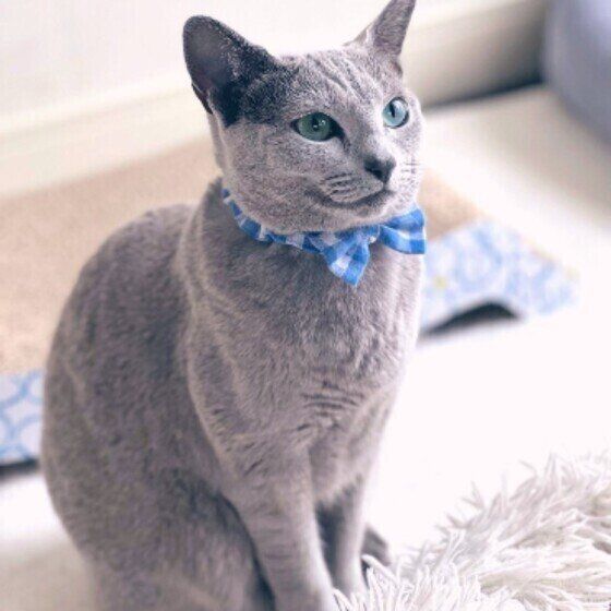 ロシアンブルー