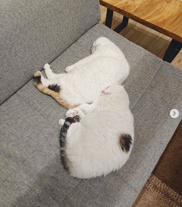 仲良く眠るライくん、いとさん