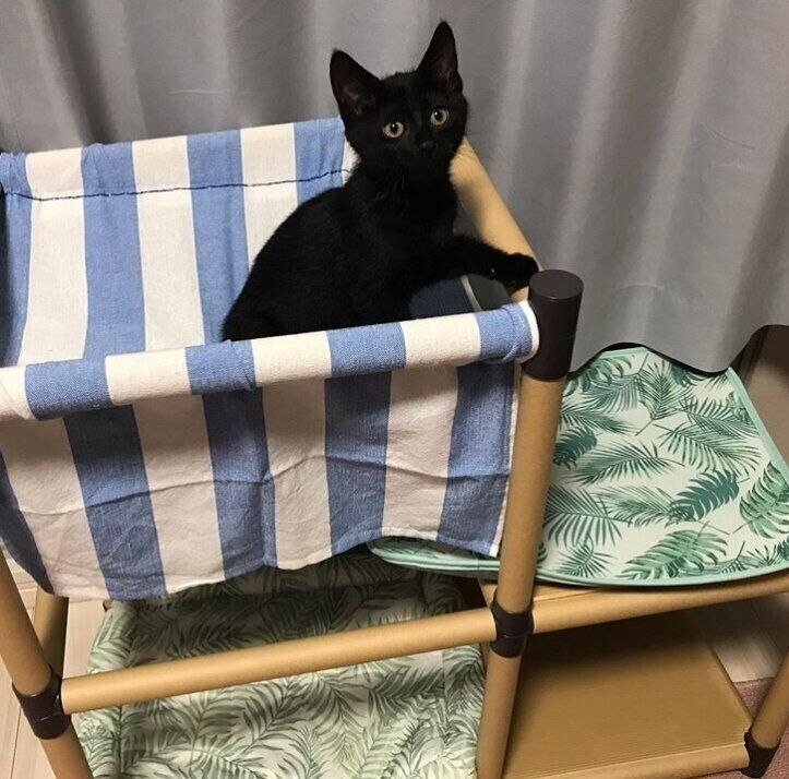 ジャングルジム型タワーと黒猫