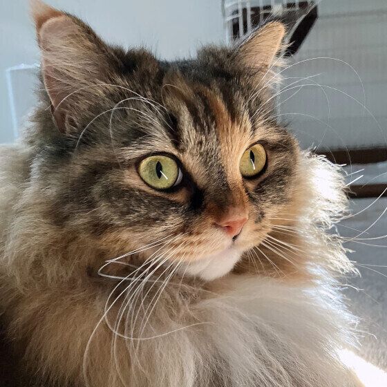 インターホンに反応するサイベリアン