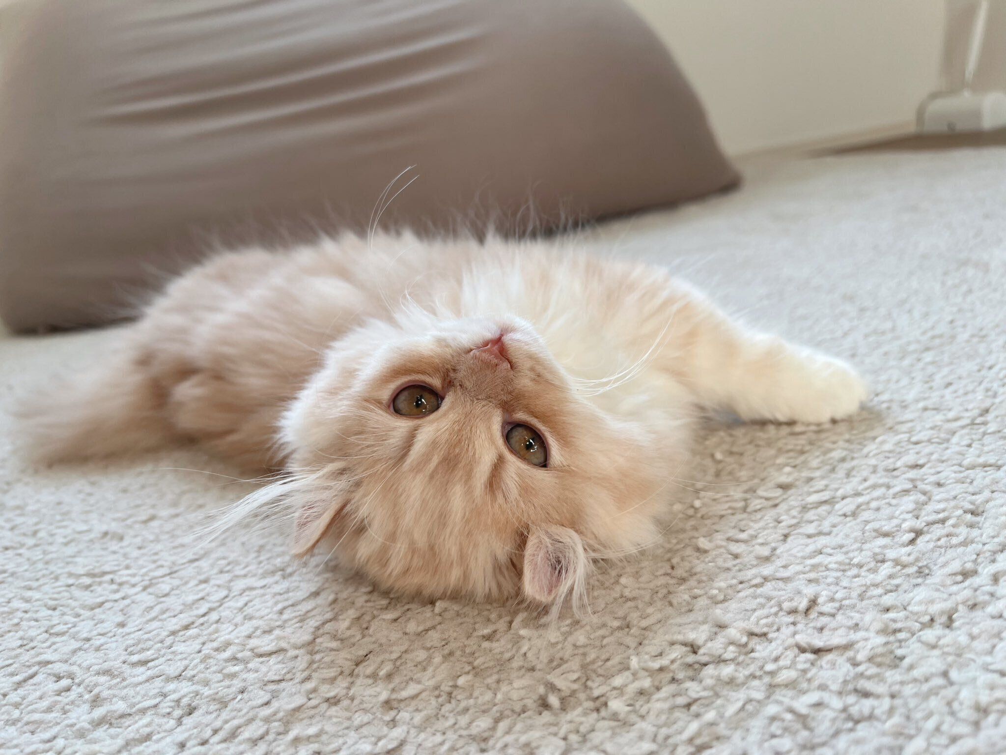 寝転がるぽこたくん