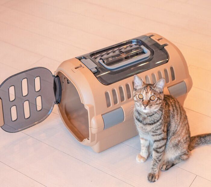 キャリーケースと猫