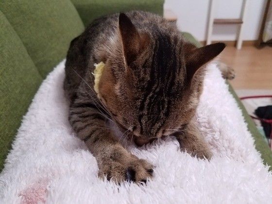 ふみふみするキジトラ