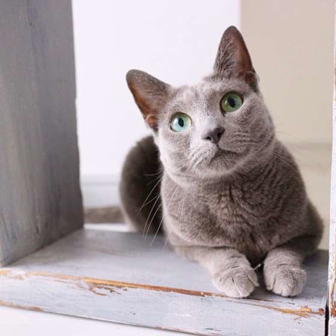 猫にヨーグルトを与えても大丈夫 与える際の注意点とは ねこのきもちweb Magazine 猫にヨーグルトを与えても大丈夫 与える際の注意点とは ねこのきもちweb Magazine