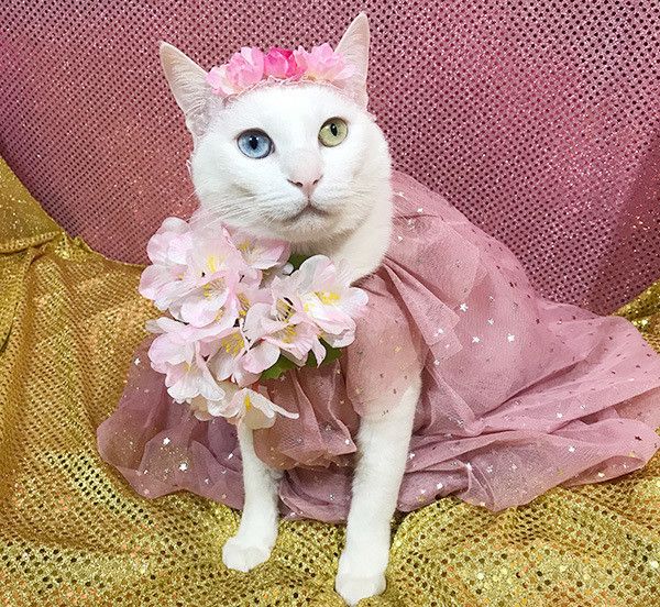 コスプレする猫